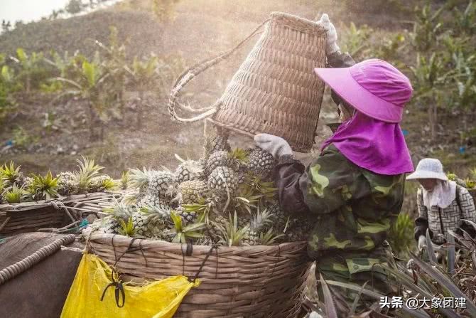 湛江菠萝海在哪个地方,湛江的菠萝海在哪里
