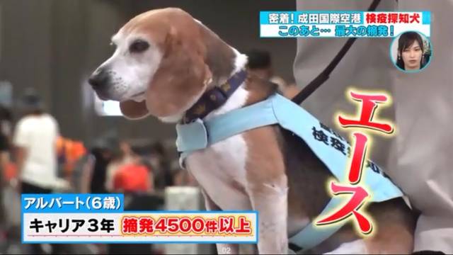 禁止出境的物品有哪些,日本入境禁止携带物品有哪些