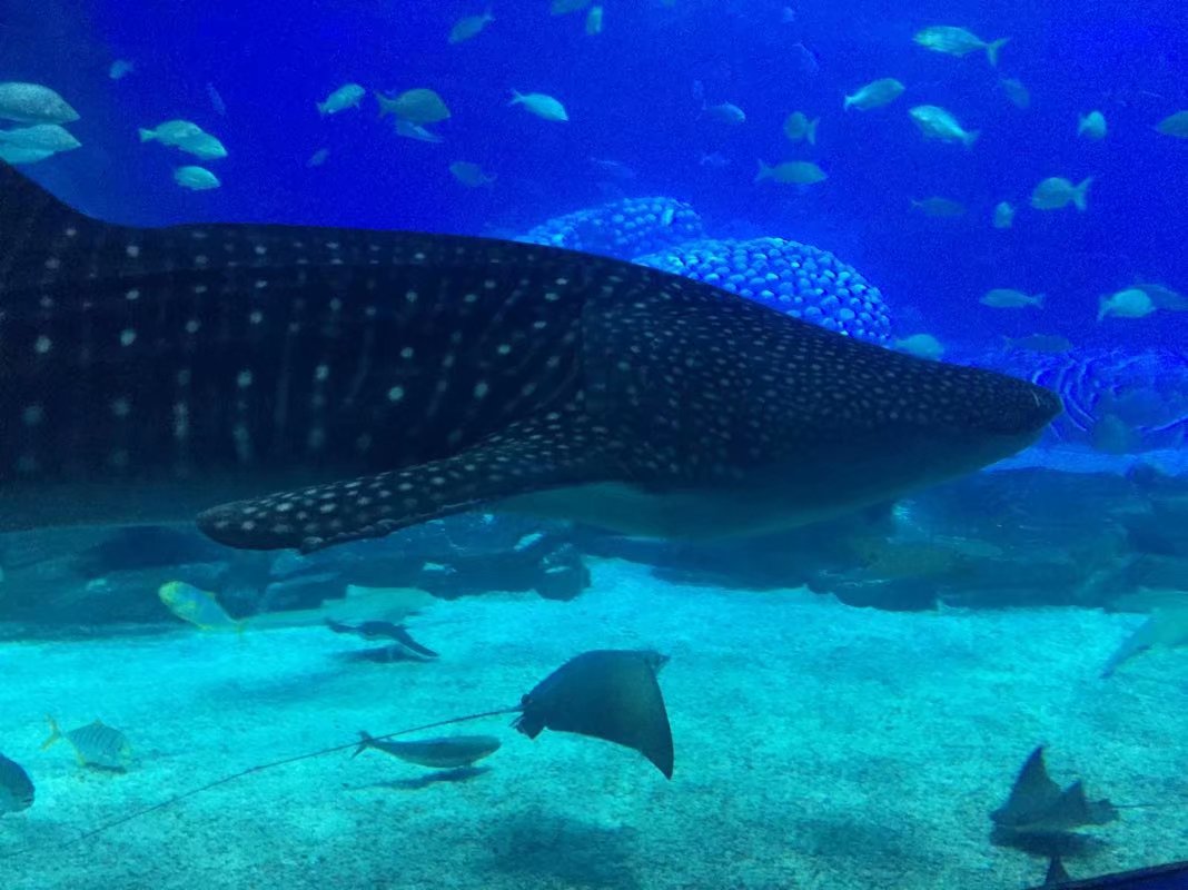 全球最大的长隆海洋公园,沉浸式参观长隆海洋王国