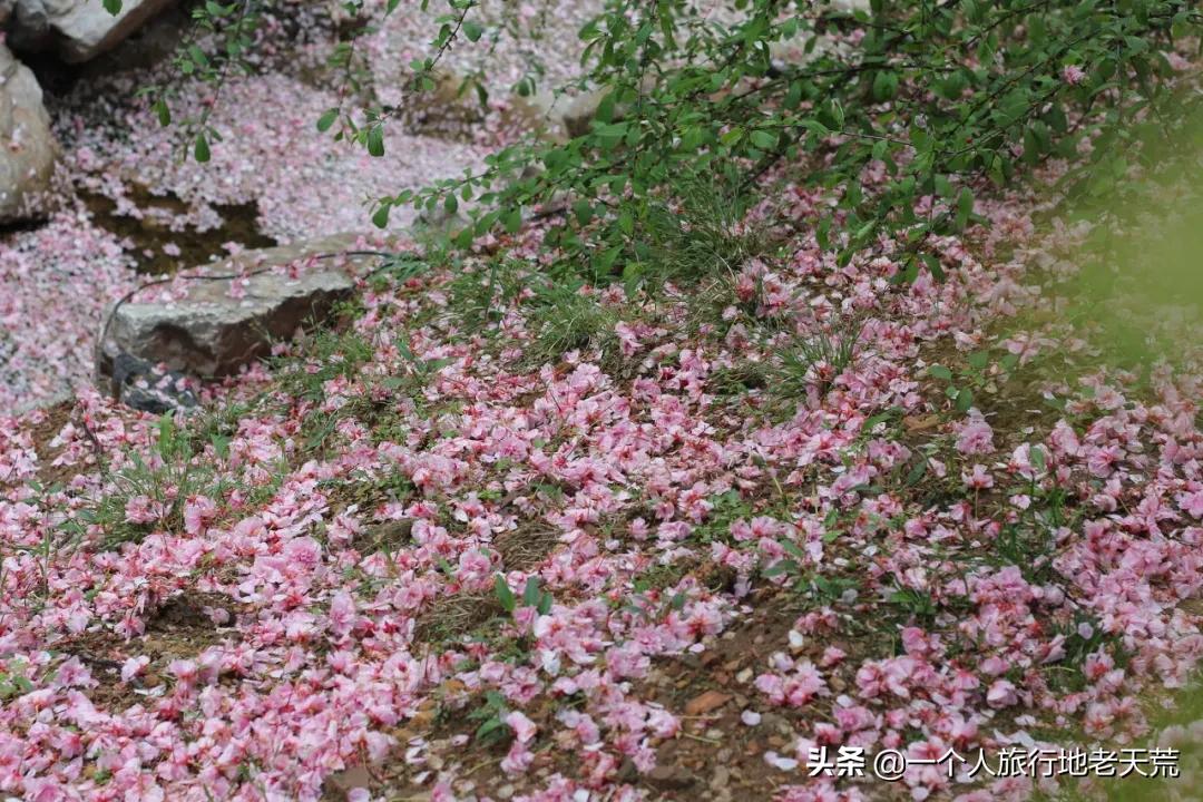 北方这座海滨老城，樱花不输日本，浪漫更胜巴黎