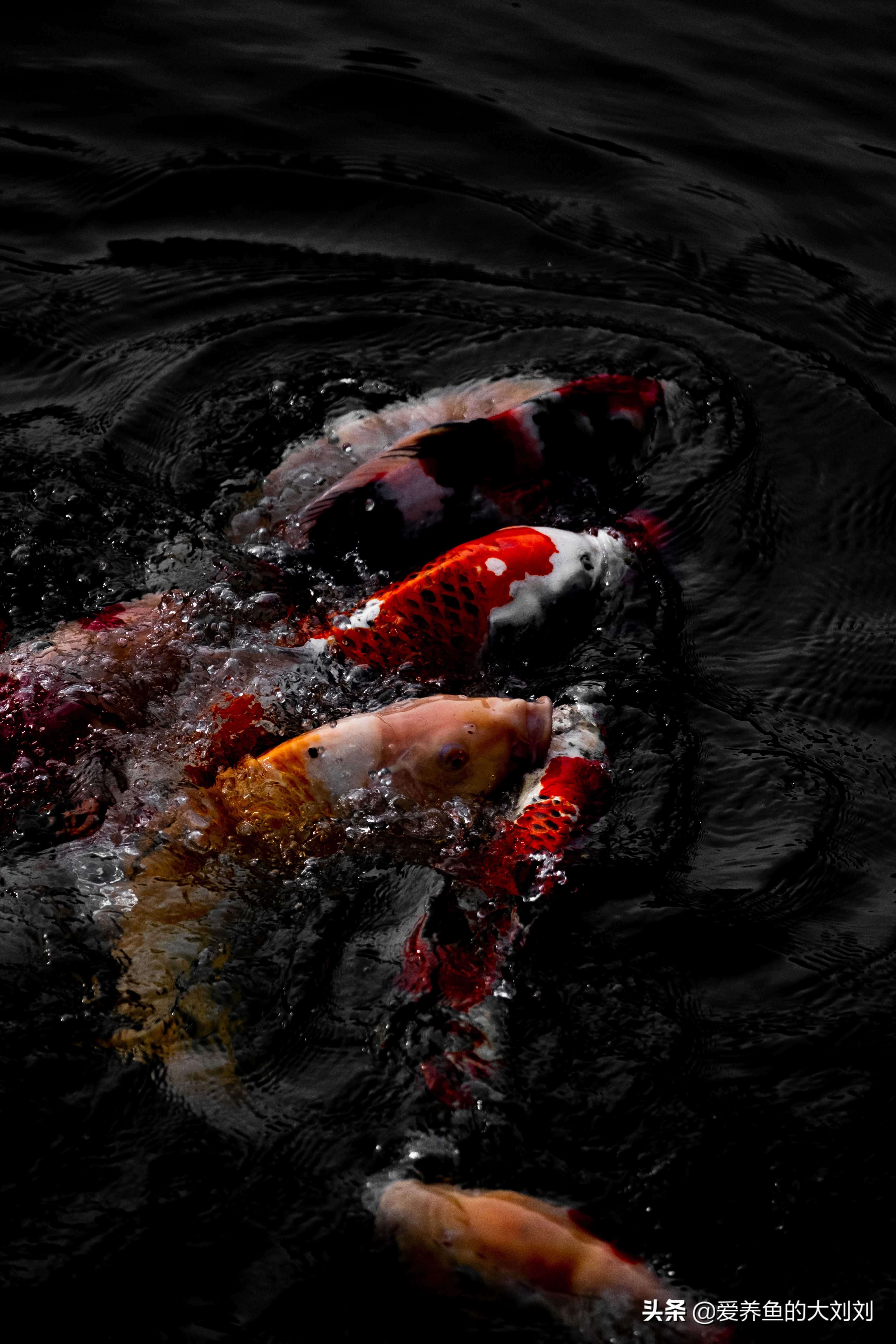 锦鲤鱼不喂饲料能活吗,锦鲤喂什么鱼粮不浑水