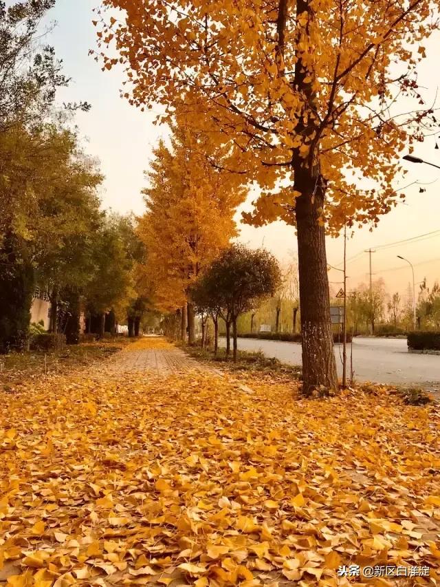 雄安新区纪事：容城印象