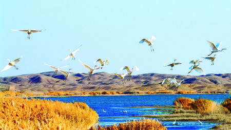 引得春风度玉关含义,引得春风度玉关讲的是谁