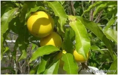 特色种养扶贫致富项目,扶贫养殖致富创业项目