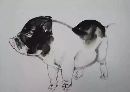 猪年国画：猪的绘画步骤