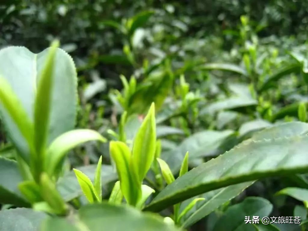 降温了喝羊肉汤,降温了喝点羊汤暖胃