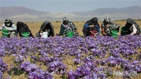 藏红花迪拜藏红花,藏红花真假鉴别方法视频
