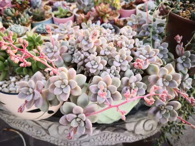 最美的20种多肉,15种最美的多肉