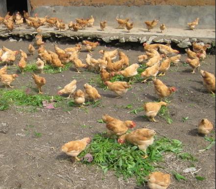 蛋鸡滑液囊支原体危害,鸡滑液囊支原体感染