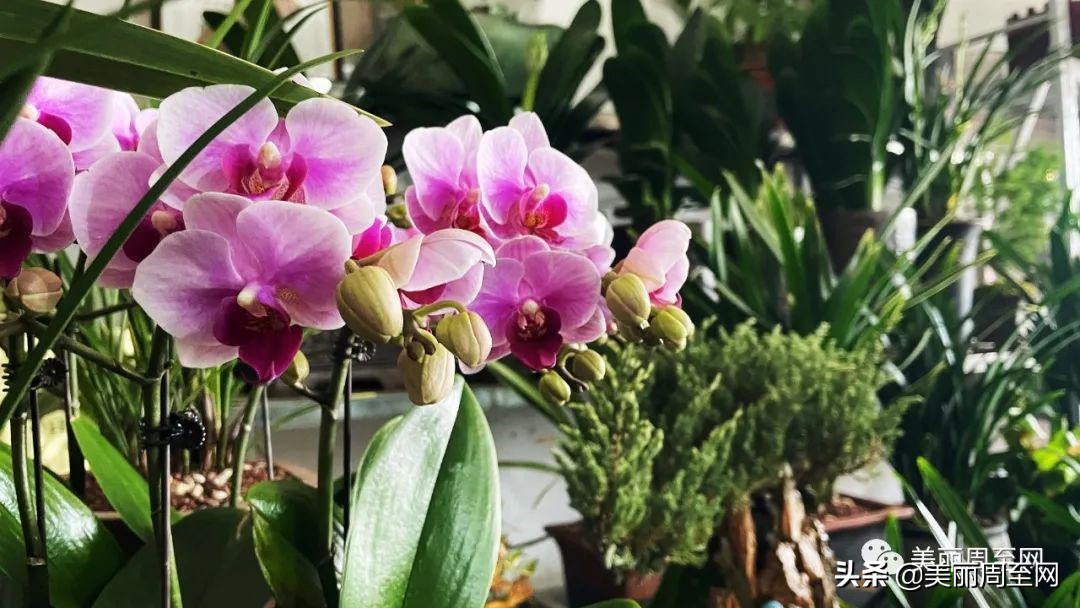 春节临近，周至这条街的花市升温！你知道哪些花最受欢迎吗？