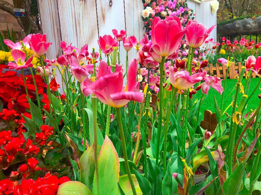 广州云台花园全景视频,广州云台花园美景