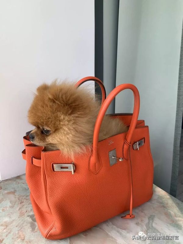 超好看的宠物包,好看又大的宠物包