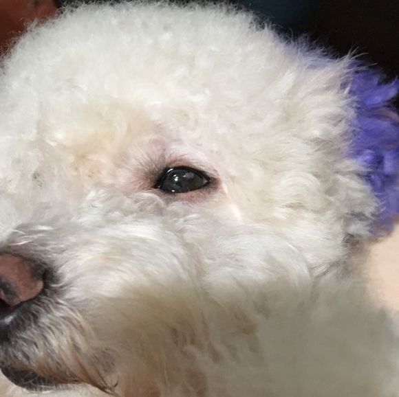 结膜炎流眼泪用眼药水没用怎么办,结膜炎眼睛流眼泪严重用什么药水