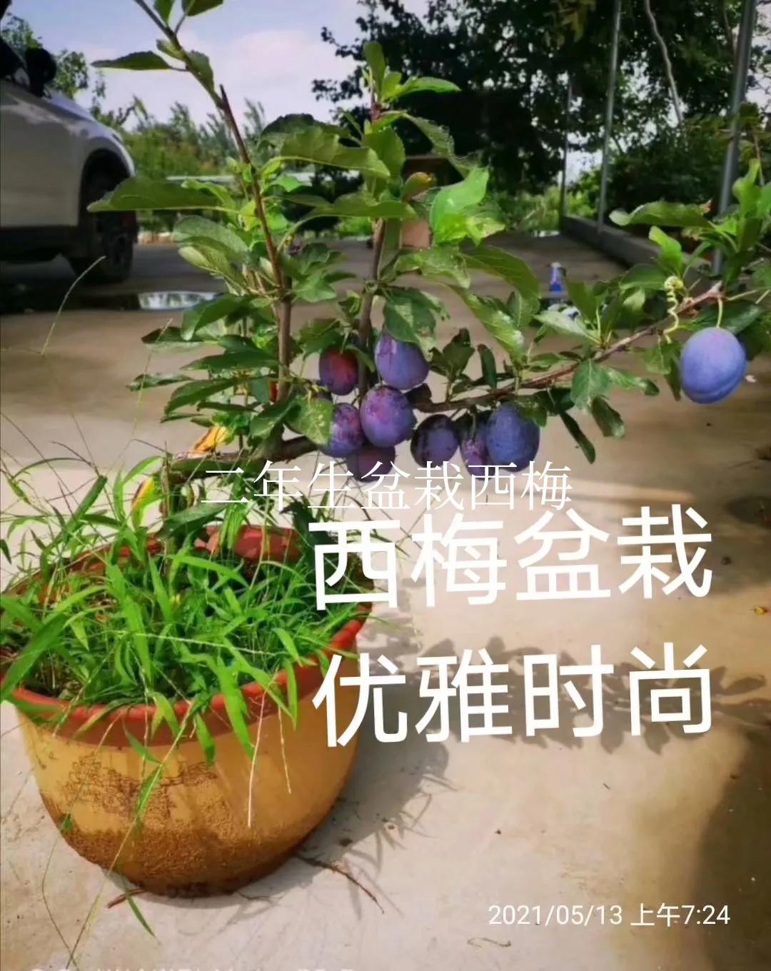 西梅苗带叶带土盆栽,带果盆栽西梅树苗