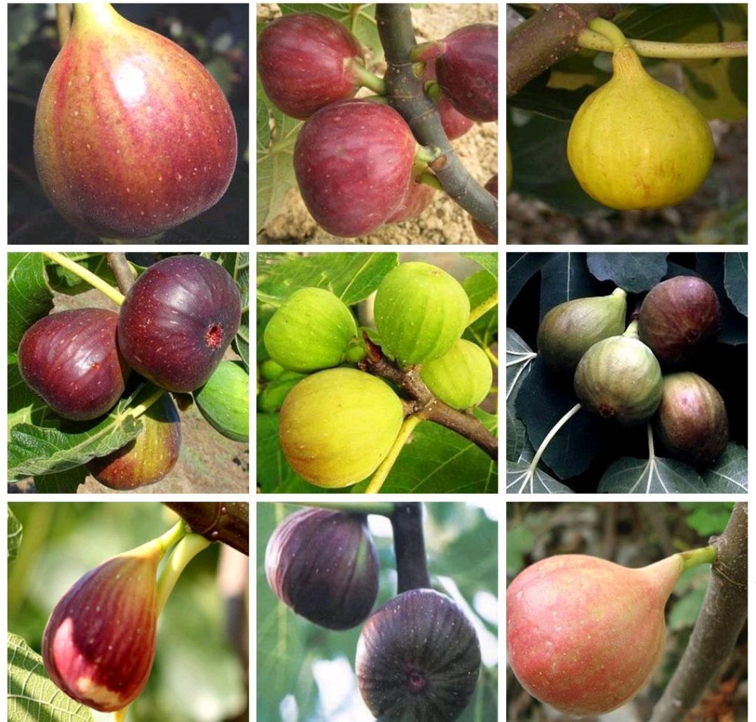 这8种花你不要乱浇水,新手种花品种推荐