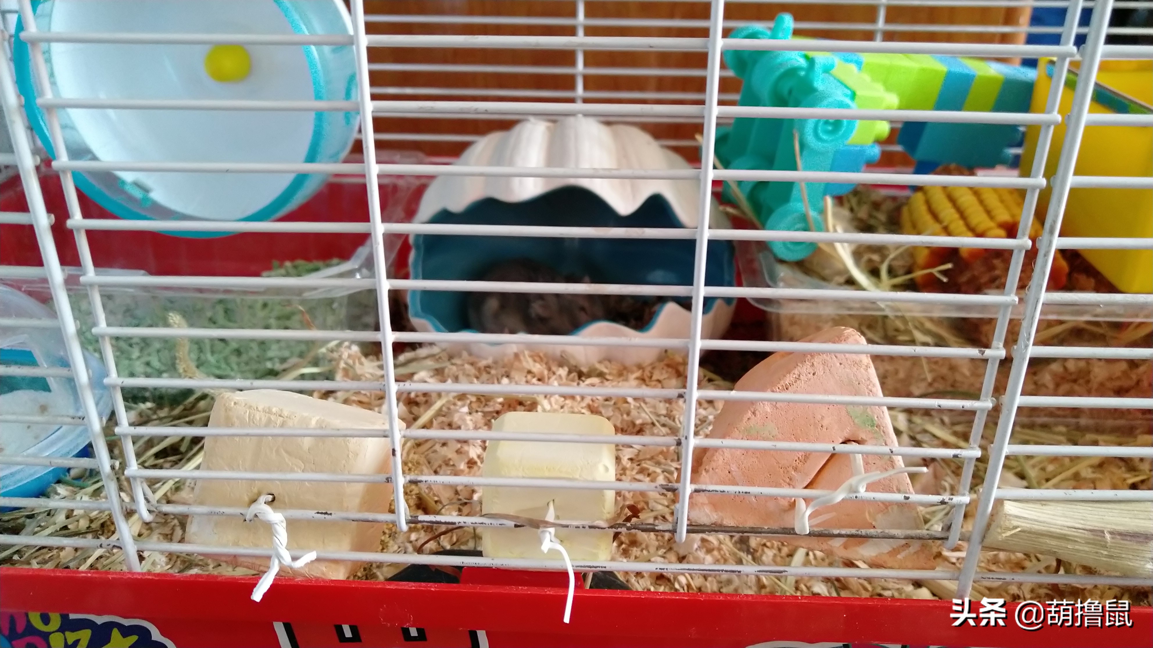 仓鼠繁育注意事项,仓鼠怀孕后的注意事项