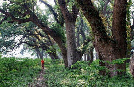 中国第一古樟树林,樟树千年古樟