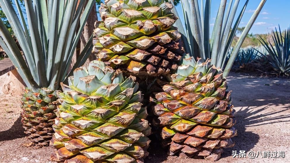 墨西哥国酒龙舌兰酒的制作过程,龙舌兰酒墨西哥国酒多少度