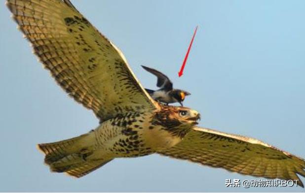 老鹰克星霸王鸟,老鹰最惧怕的必胜鸟