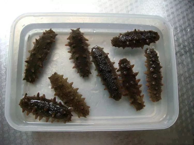 最全面的海参泡发方法太实用了,泡发海参煮还是蒸方法大全