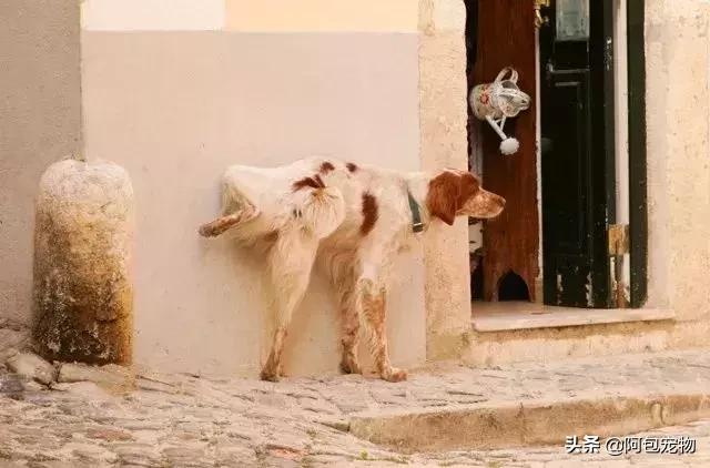 让狗狗绝育要注意什么,给狗狗绝育有什么害处吗