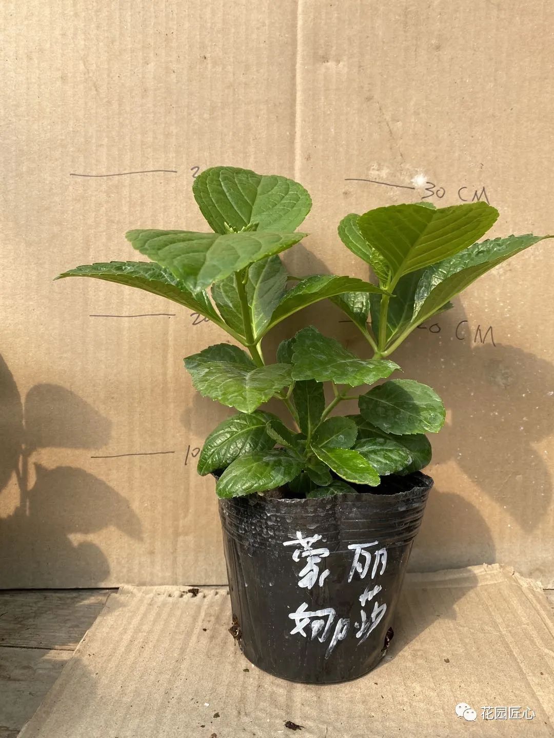 最漂亮的十种绣球,最省心的绣球