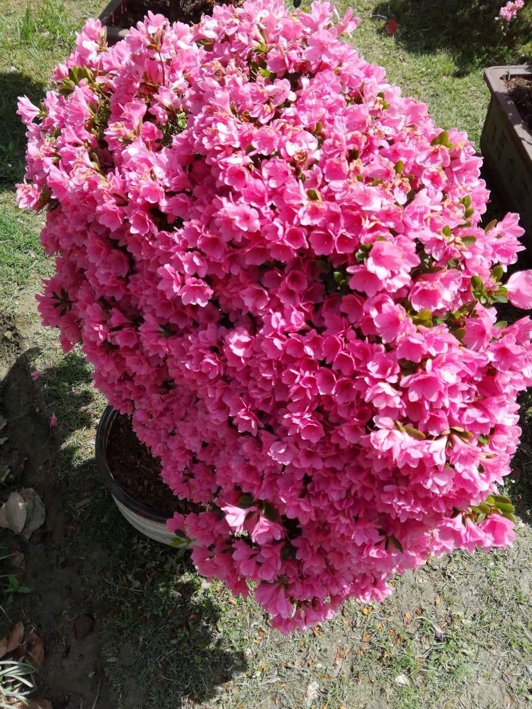 养好杜鹃花的秘诀,养好杜鹃的方法