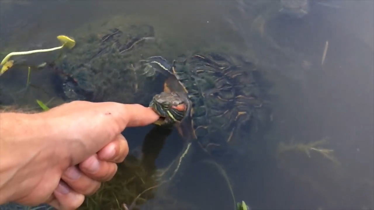 被蛇咬住应该捏住什么地方,被蛇咬了怎么能让它松口