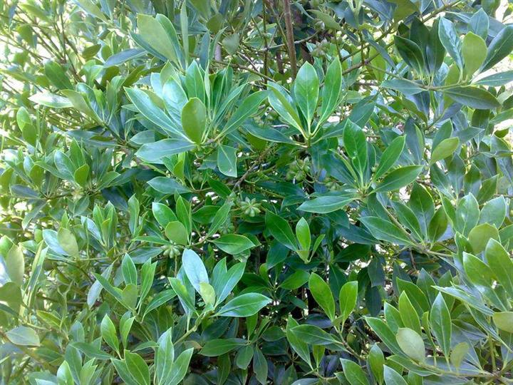 八角的香气是香料中最霸气的,八角和什么香料都具有芳香的气味