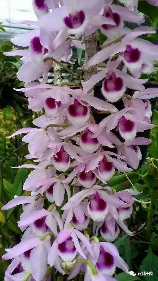 檀香石斛野生,檀香石斛兰麝香