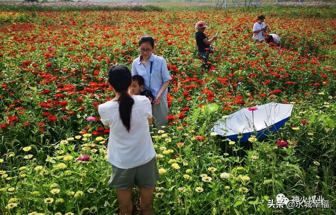 采煤塌陷地变身湿地公园,采煤沉陷区变身绿色公园
