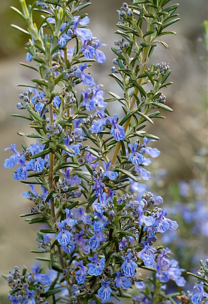 驱蚊抗寒最强的花卉,驱蚊最厉害的花盆栽