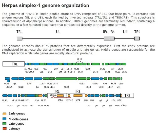 hsv干扰免疫应答及抗原选择,hsv病毒培养