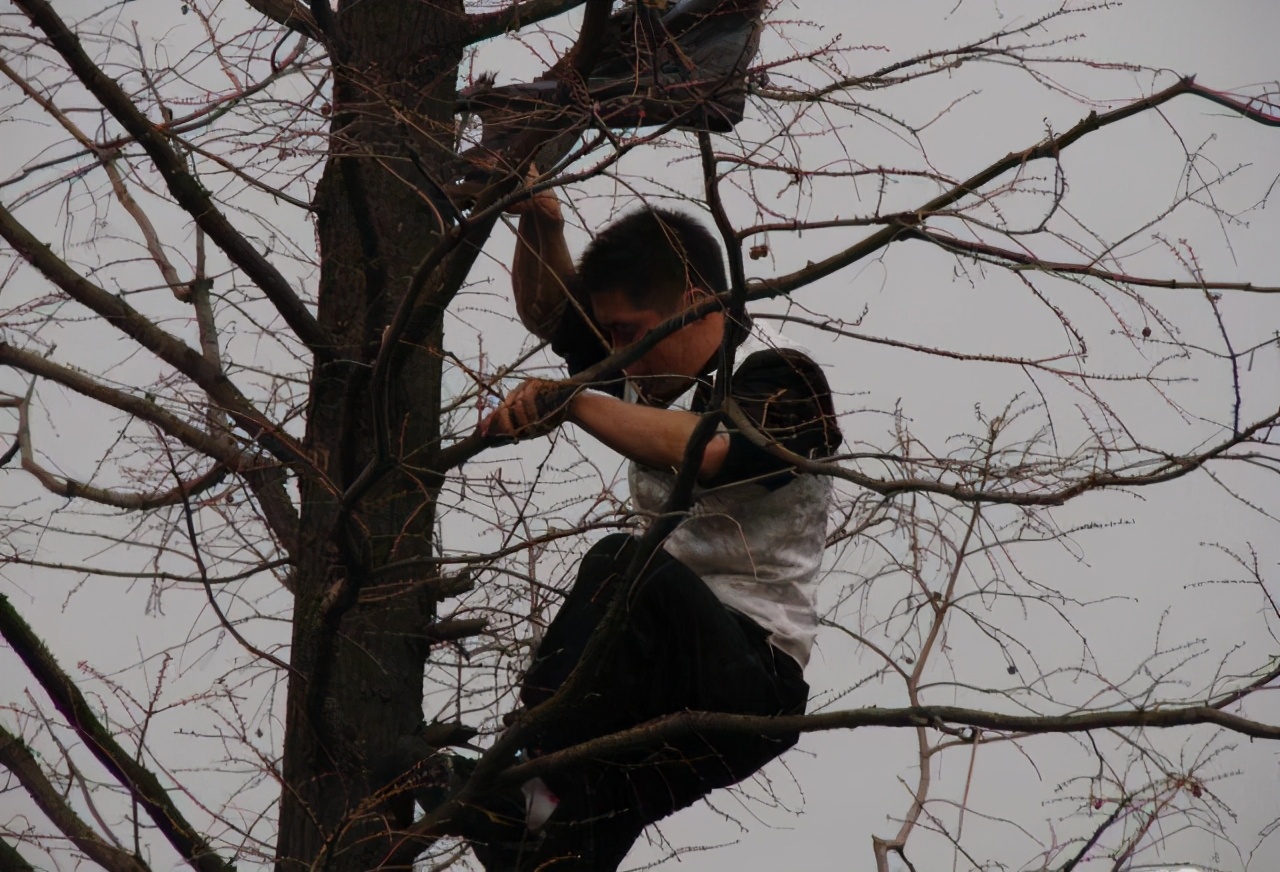 喜鹊窝在冬天为什么不怕下雪,为什么喜鹊窝不能风吹不落