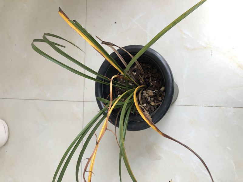 兰花黄叶枯萎的原因和解决方法,兰花叶片发黄原因及解决方法