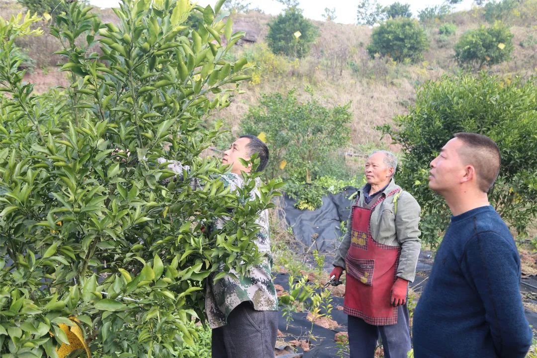 井研特产爱媛耙耙柑,四川乐山井研集益耙耙柑