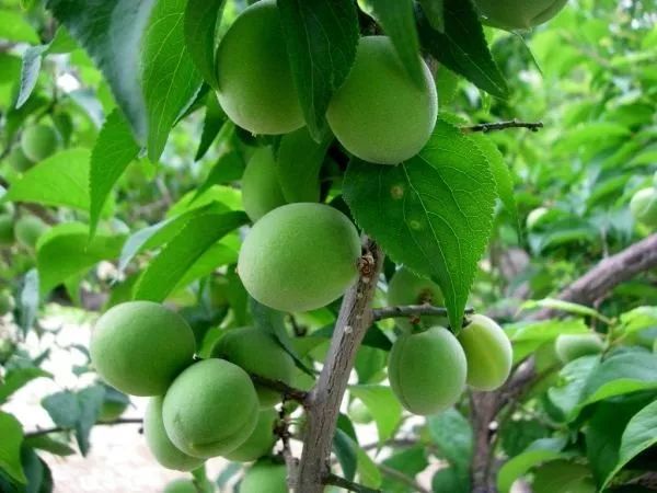 适合干皮的平价身体乳,干皮身体乳排行榜前十位