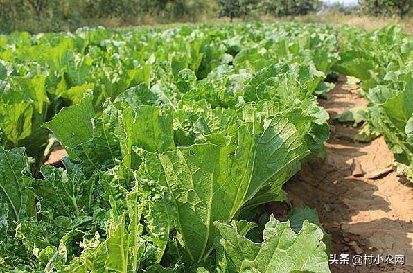 农村零投资创业加盟,农村创业低成本做什么最适合