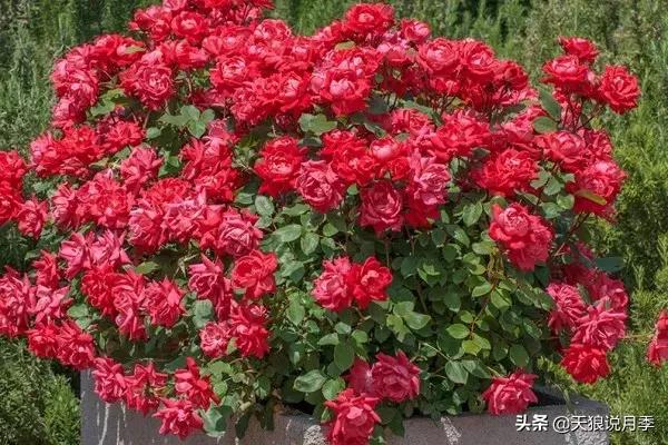 抗病性好的月季推荐,哪些月季品种抗病强