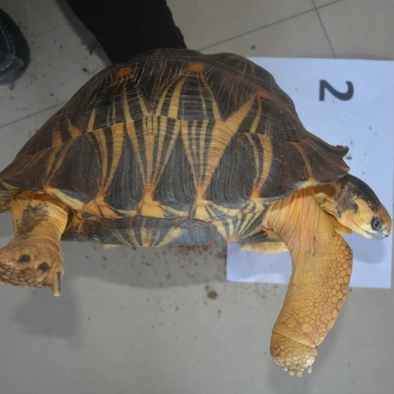 台州宠物龟被抓去哪里了,温岭宠物龟被抓