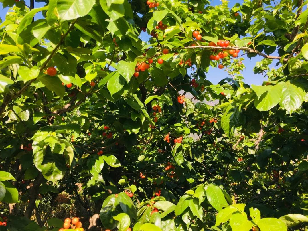 攀枝花樱桃将上市,攀枝花樱桃几月份上市