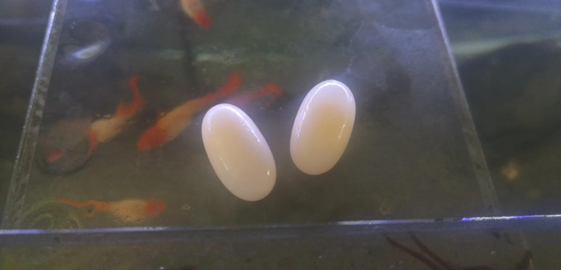 麝香龟的繁殖方法图解,麝香龟繁殖箱