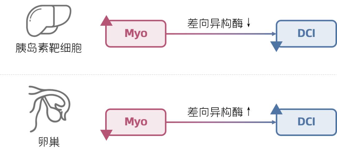 胰岛素抵抗可以吃肌醇吗,肌醇对胰岛素抵抗有效吗