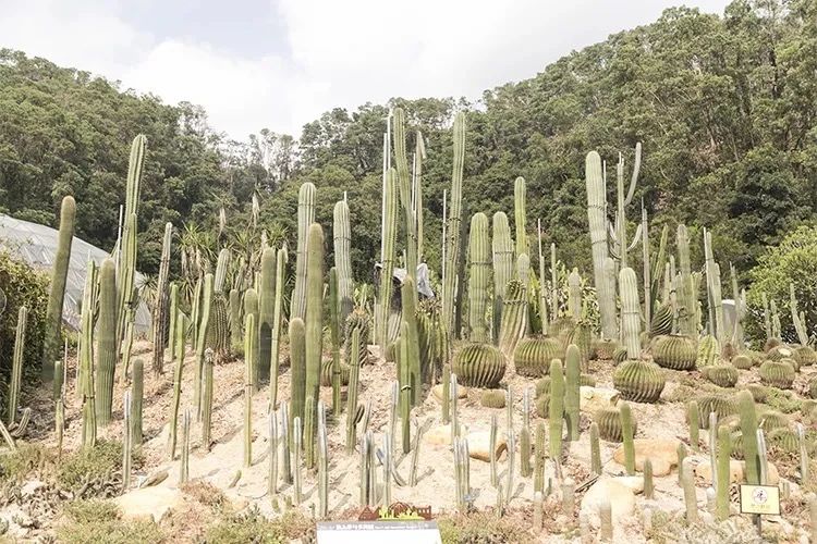 深圳旅游好去处推荐,深圳宝安区周末休闲浪漫好去处