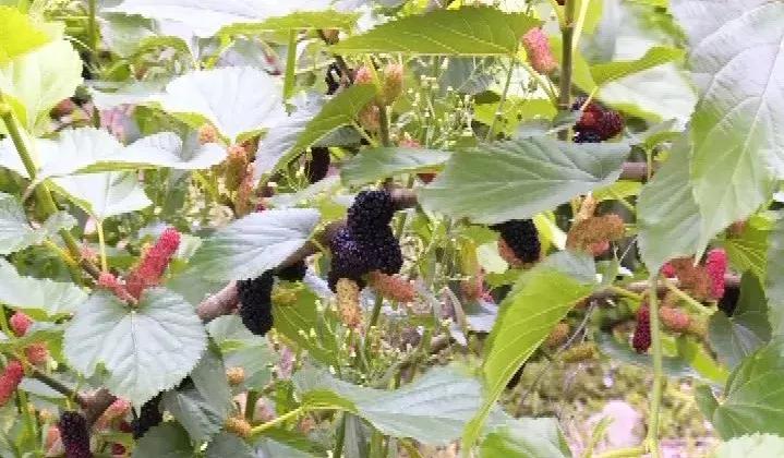 又是一年桑葚采摘季,又是一年桑果成熟的季节