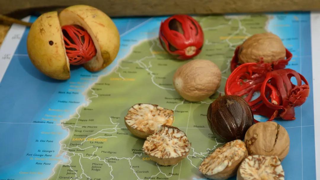 肉豆蔻荷兰西班牙,肉豆蔻历史