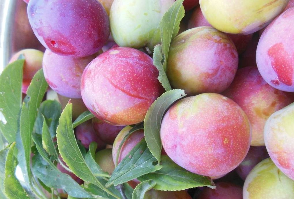 武平芙蓉李,武平芙蓉李品牌