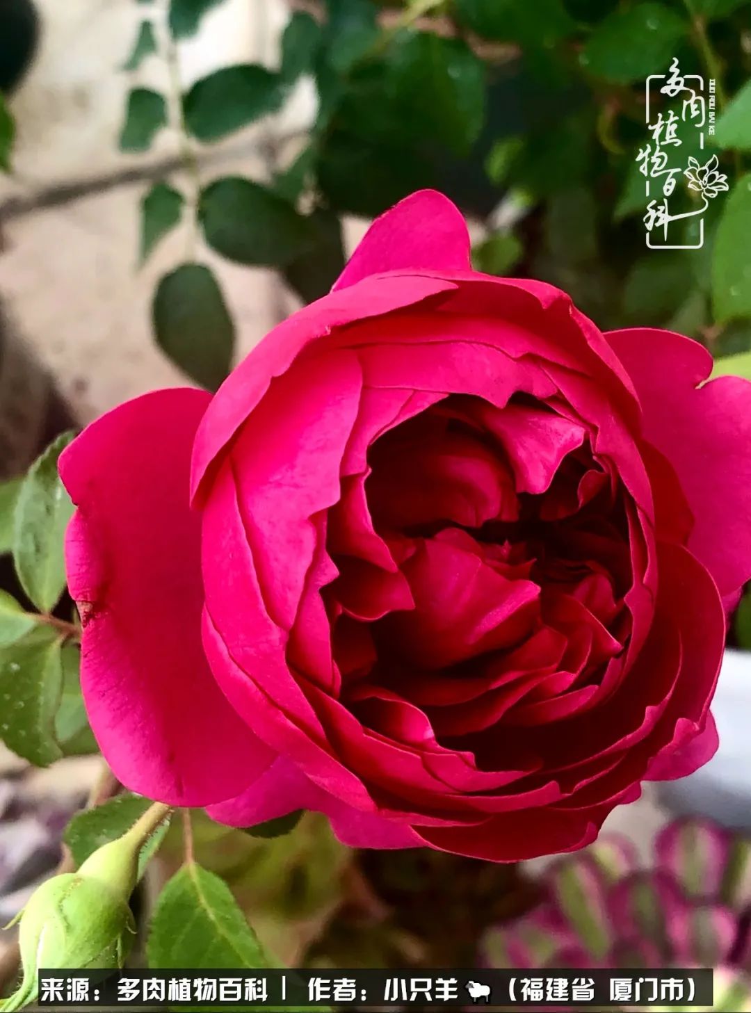 多肉像葡萄一样,多肉像铃兰一样