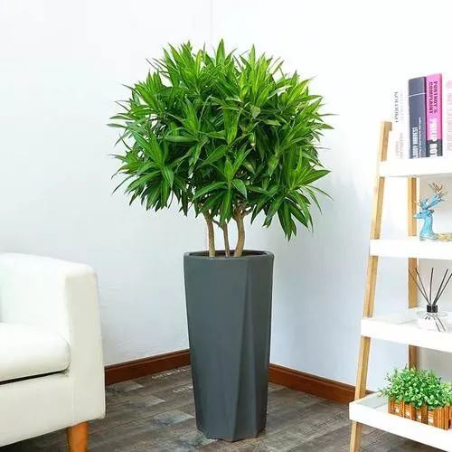 十种像文竹一样的植物,类似竹不叫竹的绿植都有什么