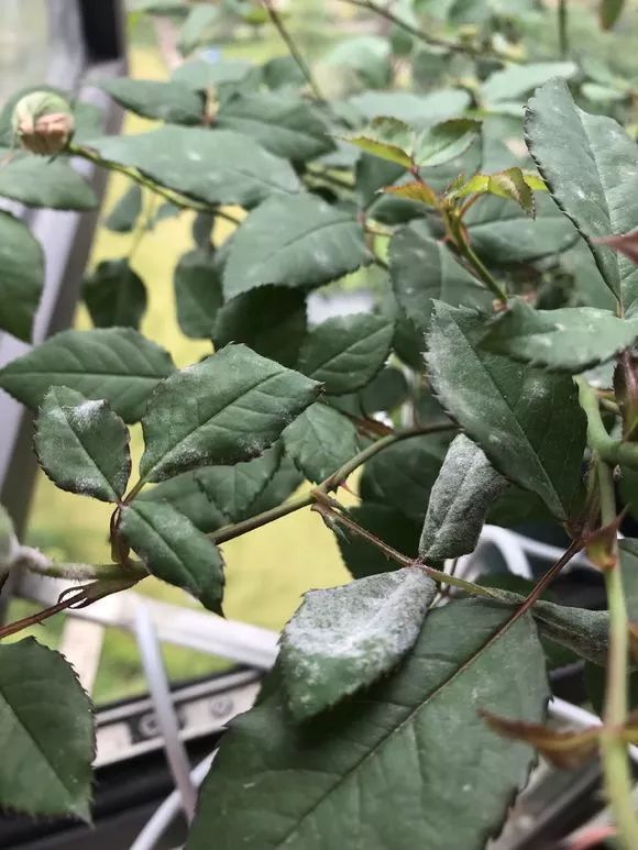 养花用多菌灵和磷酸二氢钾,养花磷酸二氢钾如何正确使用